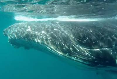 Face to Face with a Giant Humpback
