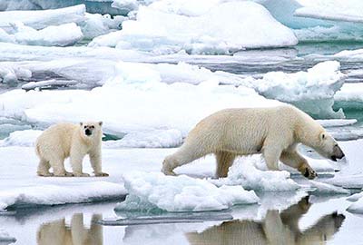 High Arctic Polar Bears Spitsbergen and Franz Josef Land
