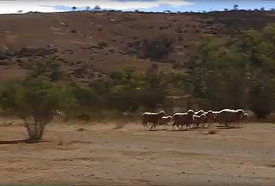 Flinders Ranges, Lightning Ridge, Brisbane