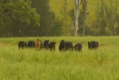 Kimberley: High Adventure, Birdsville Characters, Barrington Tops