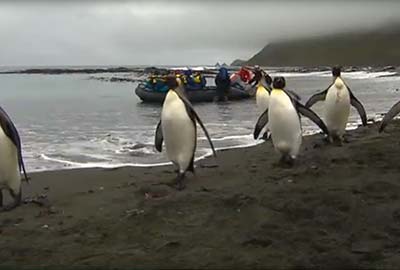 Macquarie Island Wildlife Paradise, Dante Rainforest, Jawoyn Sacred Sites