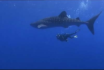 The Marine Wonders Of Australia