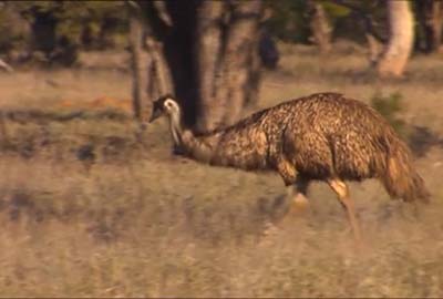 Outback Sheep Farm