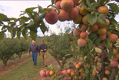 From Paddock To Plate