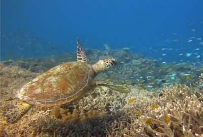 Great Barrier Reef